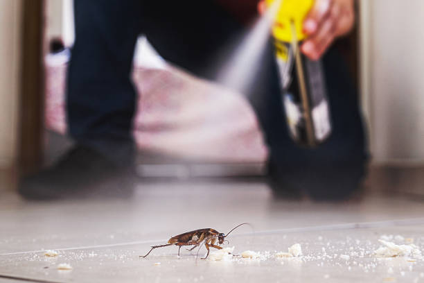 Best Local Pest Control Services  in Woodcreek, TX