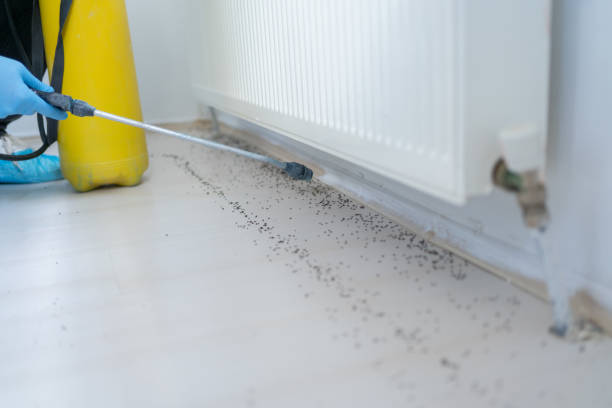 Best Residential Pest Control  in Woodcreek, TX